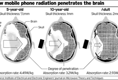 EMFs/Cell Radiation on Brain