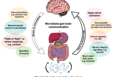 Gut Brain