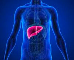 Liver