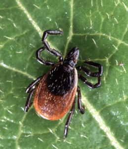 Tick
